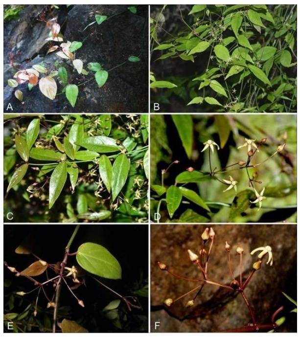 图为三峡白前的植株和花序。来源:中国数字植物标本馆官网 图为三峡白前的植株和花序。来源:中国数字植物标本馆官网