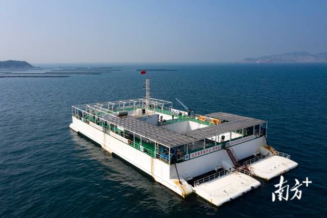 在珠海市万山海域白沥岛蚝排,当地渔民在打捞养殖的生蚝。 周鹤 摄