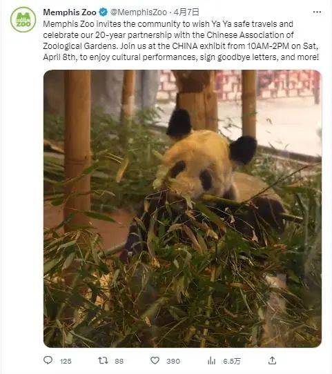 孟菲斯动物园在社交媒体账号上宣布当地时间4月8日为“丫丫”举办送别派对。图片来源:孟菲斯动物园社交媒体账号截图 孟菲斯动物园在社交媒体账号上宣布当地时间4月8日为“丫丫”举办送别派对。图片来源:孟菲斯动物园社交媒体账号截图