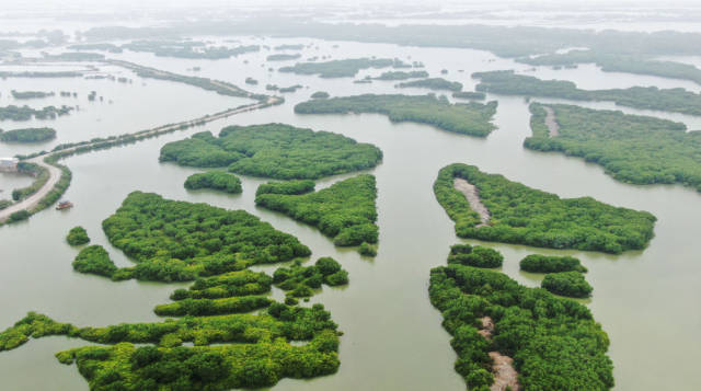 这是4月10日拍摄的广东湛江红树林国家级自然保护区麻章金牛岛片区(无人机照片)。新华社记者 王瑞平 摄 这是4月10日拍摄的广东湛江红树林国家级自然保护区麻章金牛岛片区(无人机照片)。新华社记者 王瑞平 摄