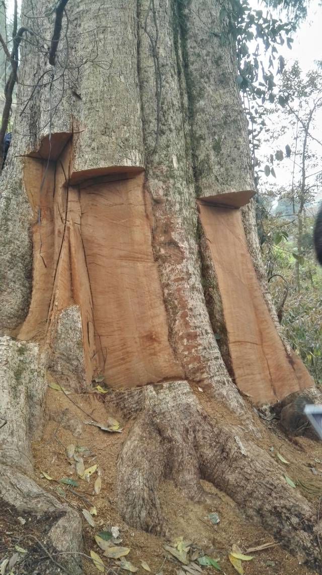 贵州省黔东南州一株被切块盗割的楠木。黔东南州公安局供图