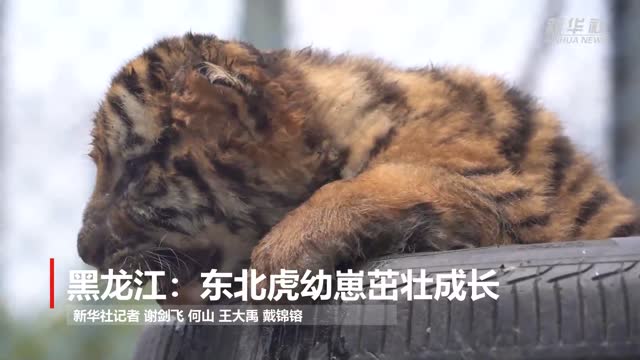 東海道人書 茶掛 （林籟俄驚六月秋 松濤忽捲三更両） 好地方HK