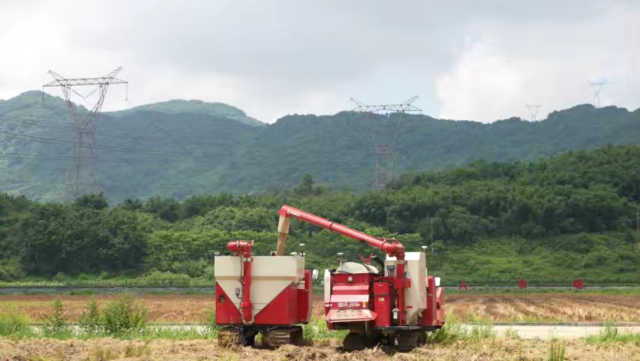 高州丝苗米省级现代农业产业园无人收割机