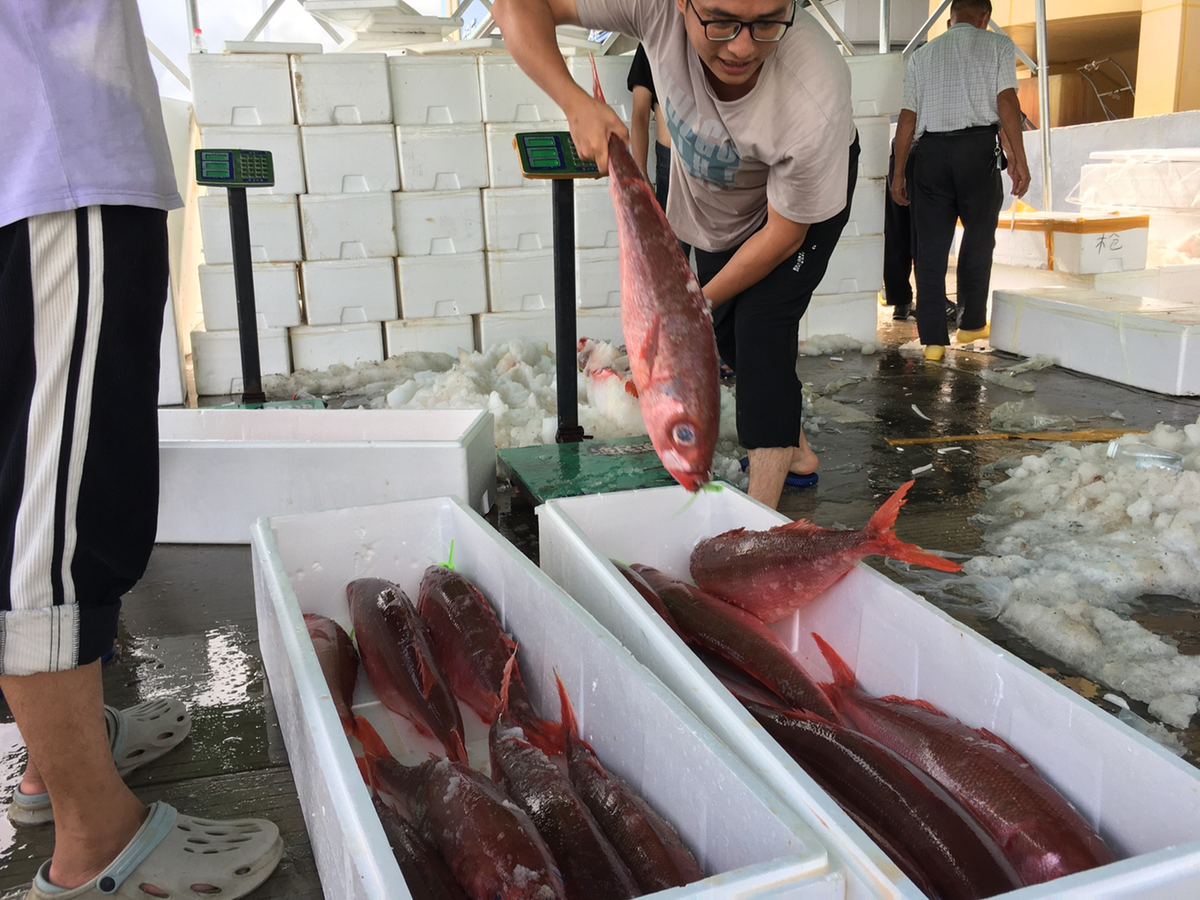 珠海洪湾中心渔港渔获上岸，市场行情看好