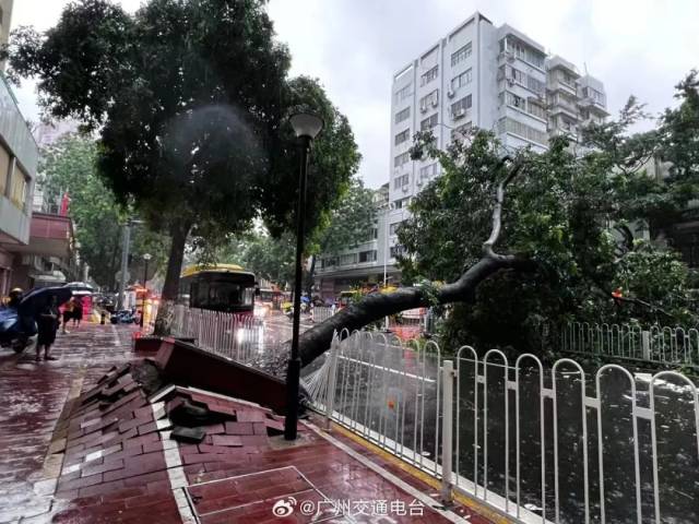 广州越秀区小北路（北行）有大树倒伏。图源：广州交通电台