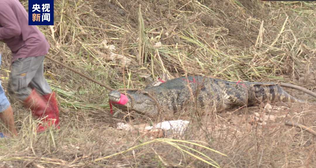 广东茂名“出逃”鳄鱼已捕获62条，继续扩大搜查范围