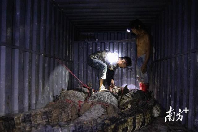 茂名已找到全部鳄鱼：捕获69条，2条此前已死亡