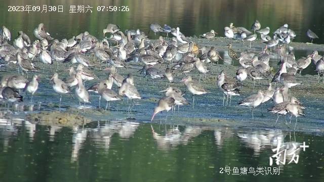 首批候鸟抵达广东。