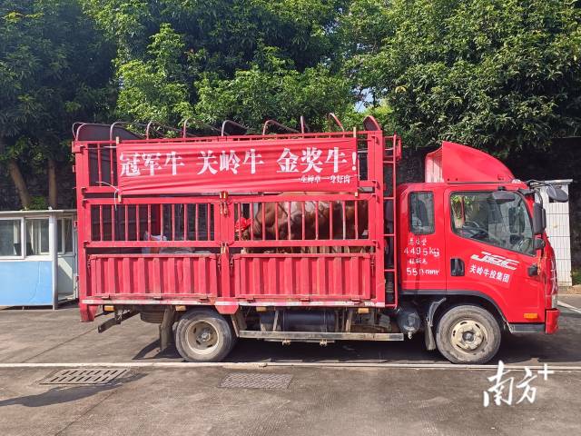 载着“冠军牛”的车辆。 南方+ 卢子衡 拍摄