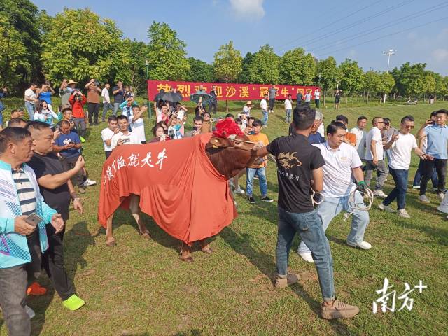 “冠军牛”穿上了沙溪定制的“新衣”。 “冠军牛”穿上了沙溪定制的“新衣”。