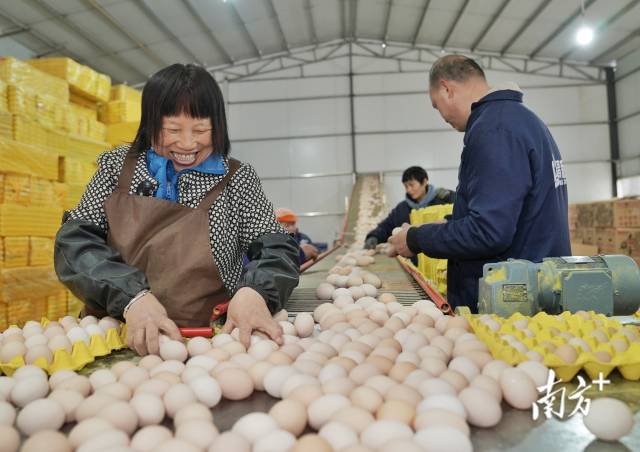 清远市连州市,自动养殖场的鸡蛋正源源不断通过传送带进入分包车间。南方+记者 石磊 摄 清远市连州市,自动养殖场的鸡蛋正源源不断通过传送带进入分包车间。南方+记者 石磊 摄
