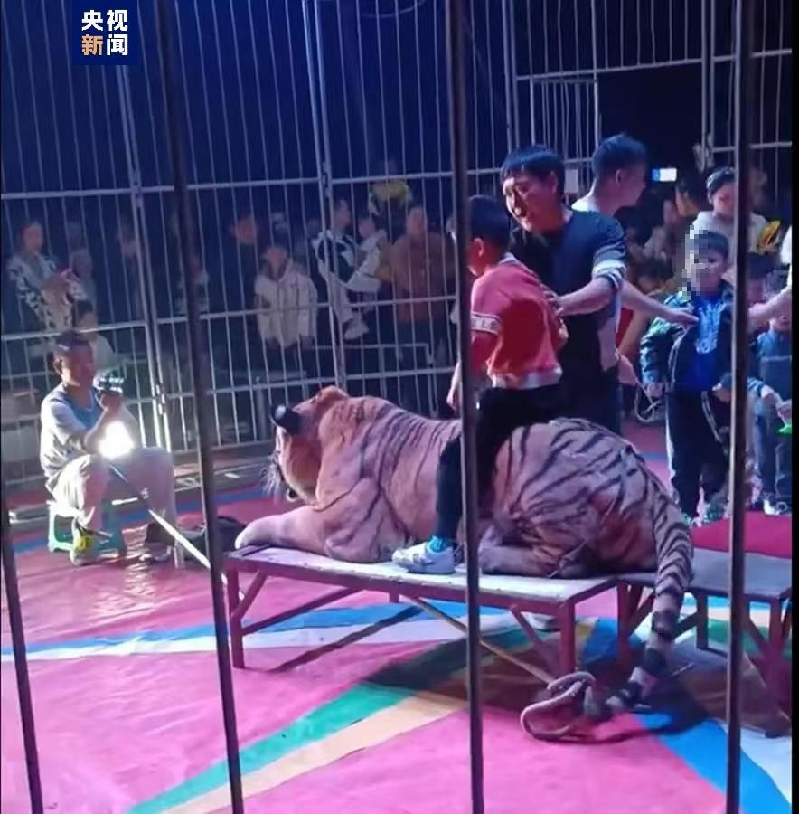 广西一马戏团让孩子骑老虎收费拍照：已被责令整改