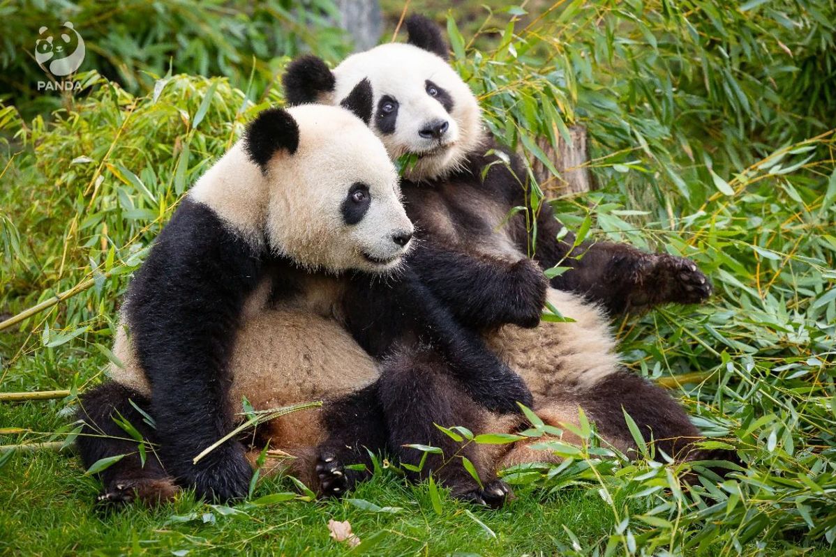 到家了！旅德大熊猫“梦想”和“梦圆”平安抵达成都
