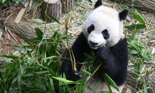 在新加坡出生的大熊猫叻叻今日启程返回中国