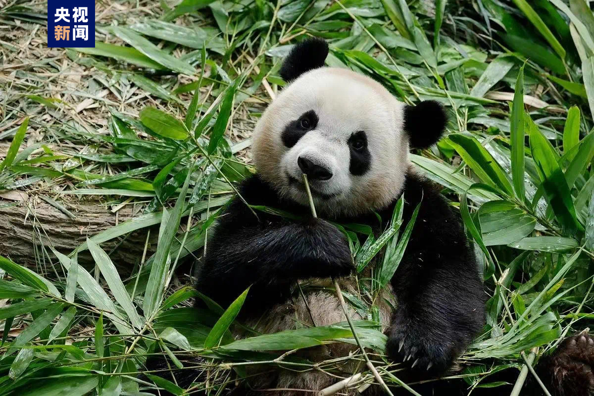 欢迎回家！旅新大熊猫“叻叻”平安抵达成都