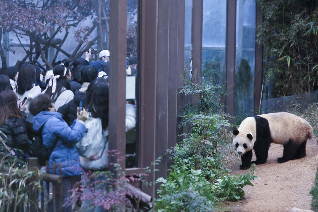 旅韩大熊猫“福宝”将于四月回国