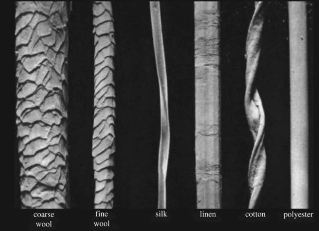不同纤维的扫描电子显微镜显微照片，依次为：粗羊毛、细羊毛、丝绸、亚麻、棉花、聚酯纤维，图片来源：参考文献 [5]