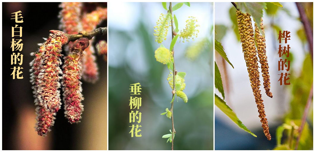 賞花又怕花粉過敏？全國花粉預(yù)報指南請查收