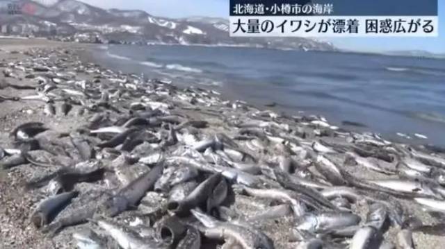 图片来源:日本电视台报道截图 图片来源:日本电视台报道截图