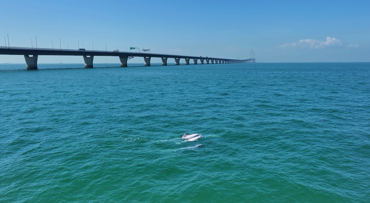 游客量激增！“五一”期间来港珠澳大桥打卡蓝海豚岛
