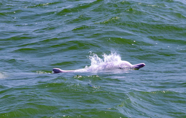 在港珠澳大桥青州航道桥附近海域，中华白海豚在水中嬉戏。南方+记者 关铭荣 摄