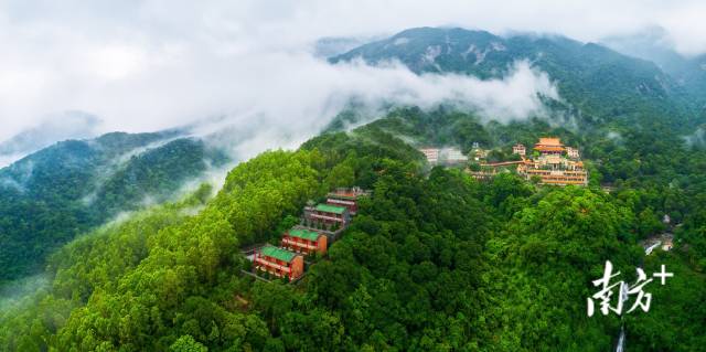 罗浮山古树名木资源丰富。