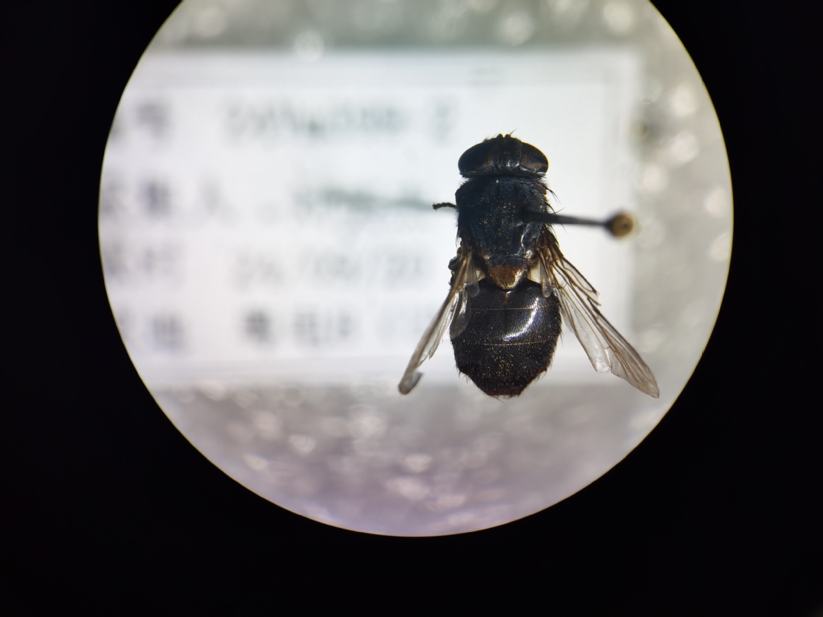 拱北海关截获病媒生物日本腐蝇，为我国首次截获