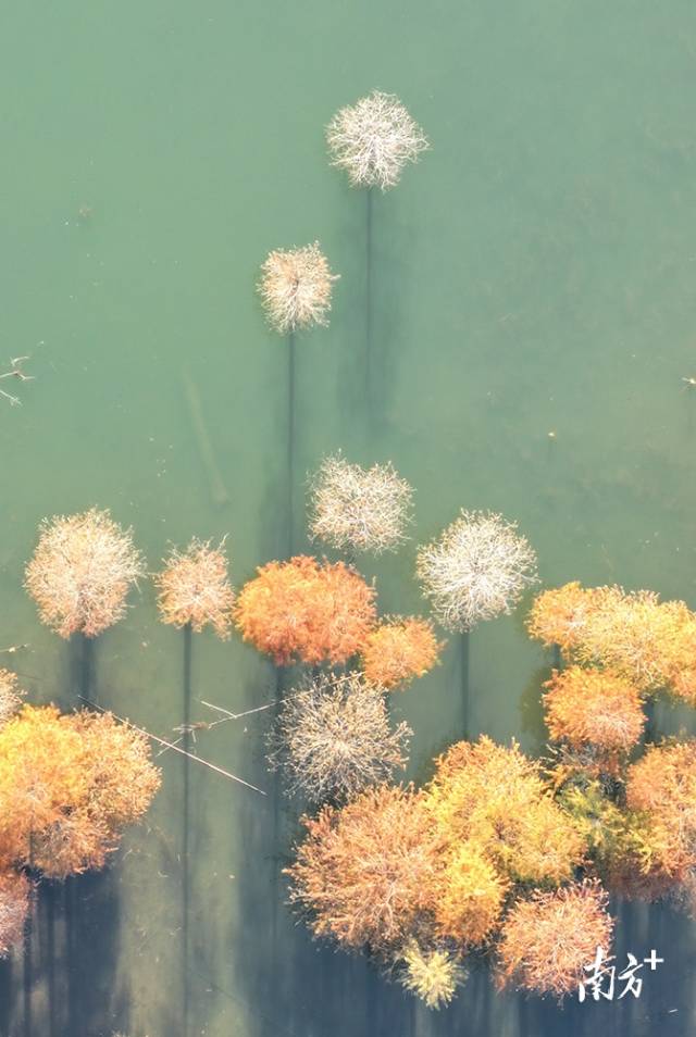 长江水库大寮，从空中俯瞰，落羽杉如同一朵朵蒲公英花。