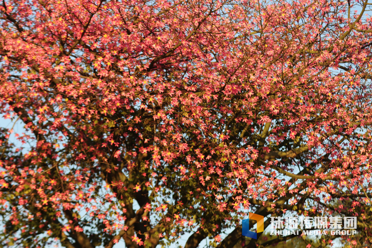 20241128海天驿站异木棉花开。钟凡摄IMG_1030_缩小大小.jpg