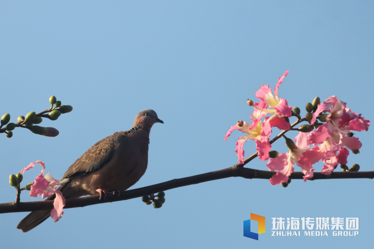 20241203海天驿站栈桥日出和异木棉。钟凡摄IMG_5708_缩小大小.jpg